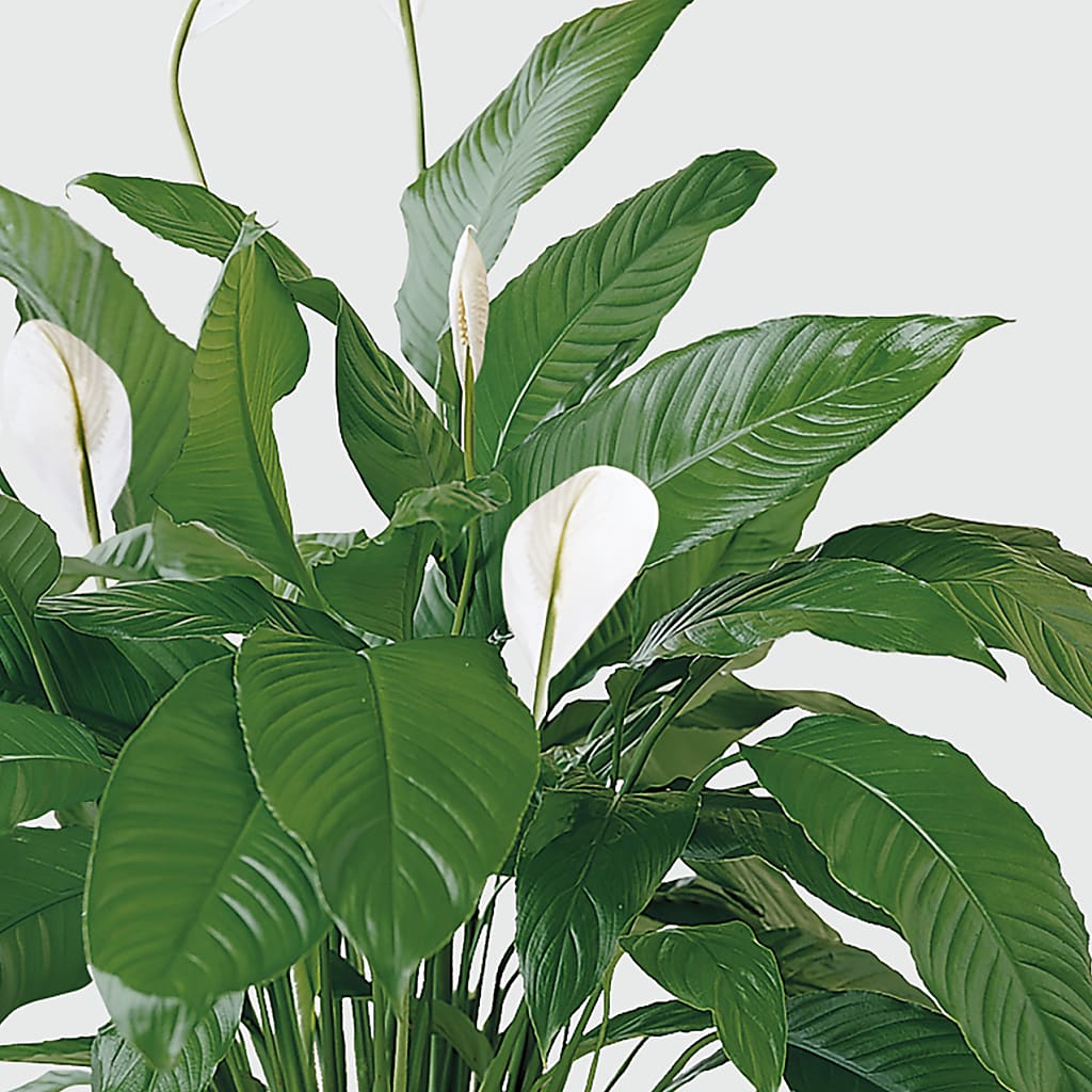 Tranquil Moments Peace Lily Plant – Flowers The Bouquet Of Roses, Tampa FL
