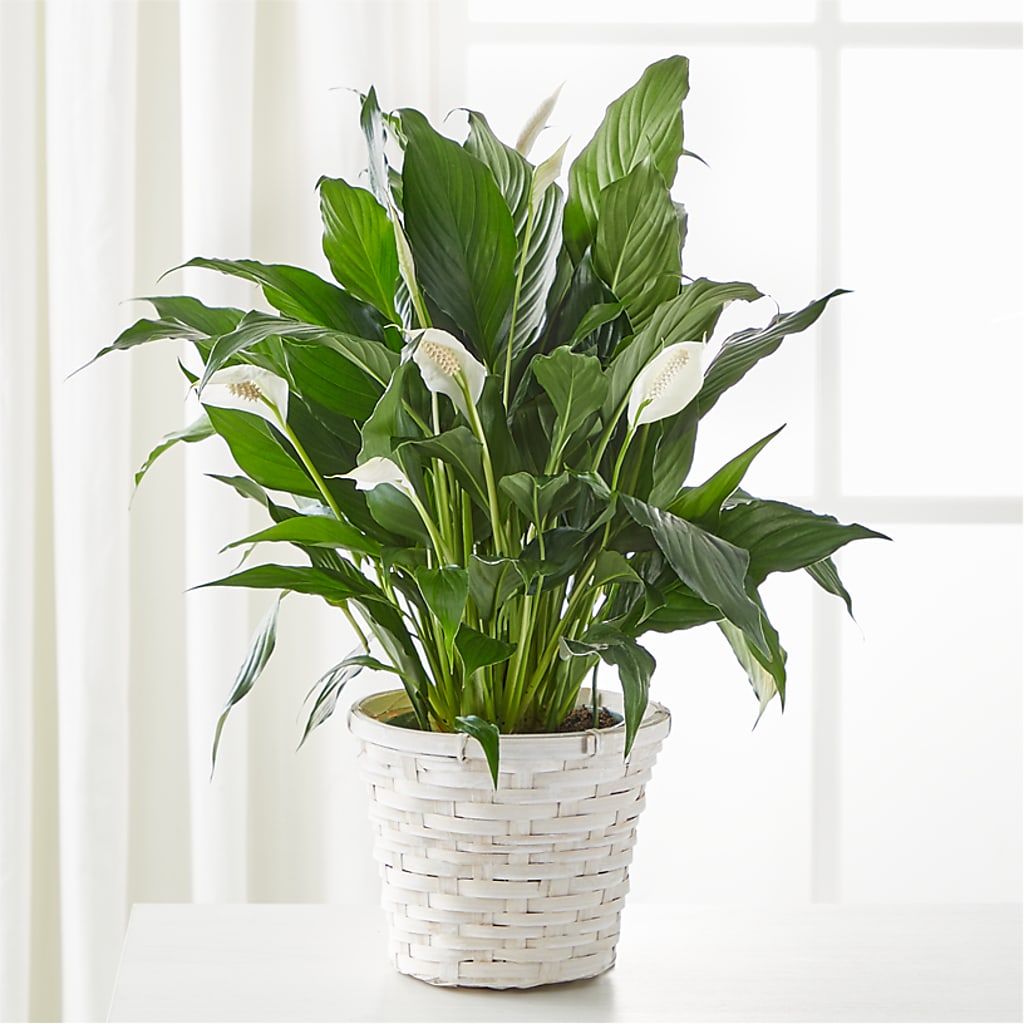 A New Leaf Peace Lily – Flowers The Bouquet Of Roses, Tampa FL