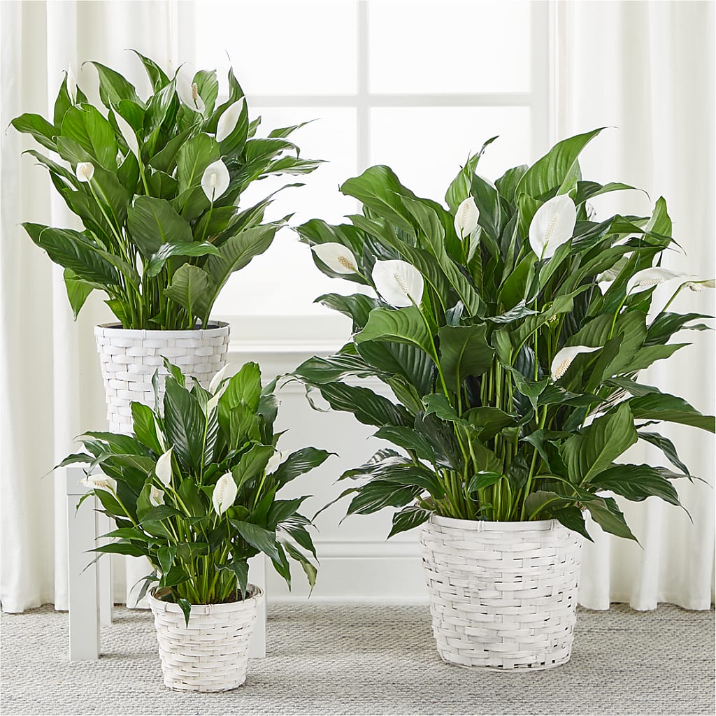 A New Leaf Peace Lily – Flowers The Bouquet Of Roses, Tampa FL