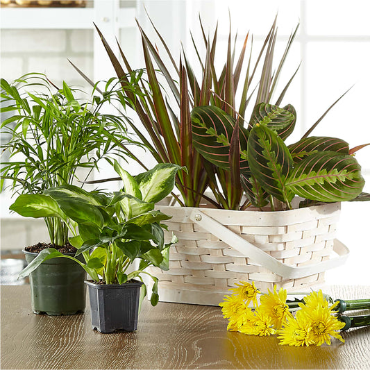 Florist Designed Blooming and Green Plants in a Basket –  Flowers The Bouquet Of Roses, Tampa FL