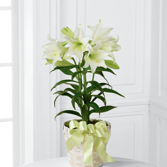 Easter Lily Plant –  Flowers The Bouquet Of Roses, Tampa FL