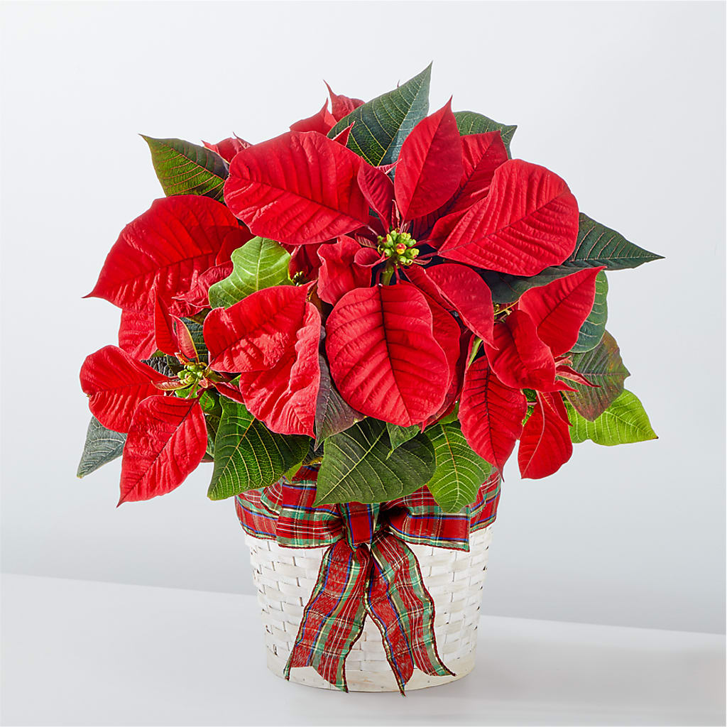 Happiest Holidays Poinsettia –  Flowers The Bouquet Of Roses, Tampa FL