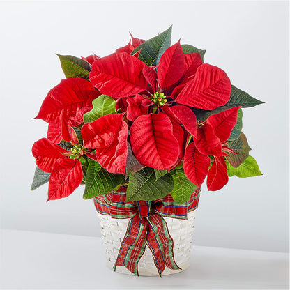 Happiest Holidays Poinsettia –  Flowers The Bouquet Of Roses, Tampa FL