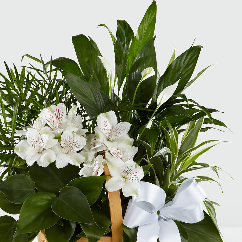 Peace & Serenity Dishgarden –  Flowers The Bouquet Of Roses, Tampa FL