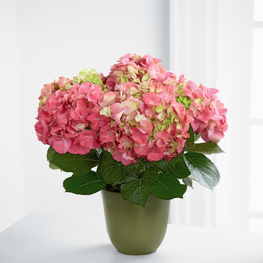 Pink Hydrangea Planter –  Flowers The Bouquet Of Roses, Tampa FL