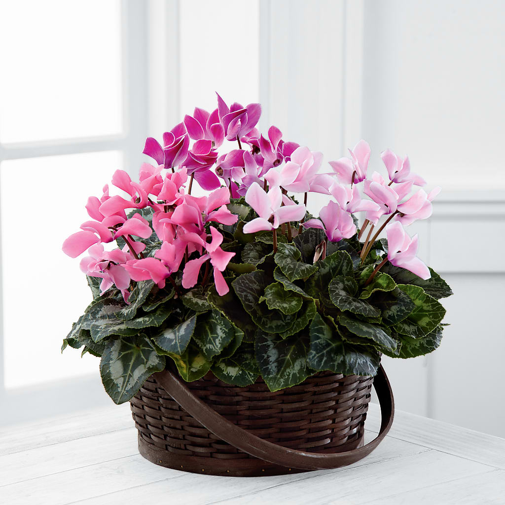 Mixed Cyclamen Planter –  Flowers The Bouquet Of Roses, Tampa FL