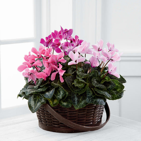 Mixed Cyclamen Planter –  Flowers The Bouquet Of Roses, Tampa FL