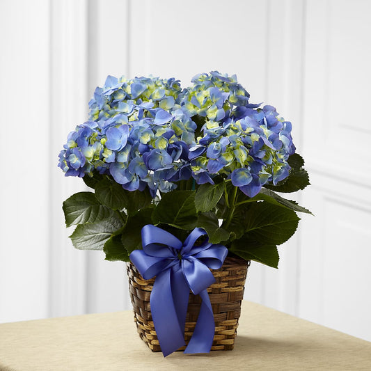 Blue Hydrangea Planter –  Flowers The Bouquet Of Roses, Tampa FL