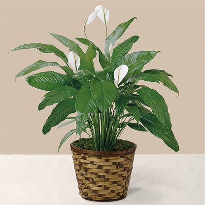 Tranquil Moments Peace Lily Plant –  Flowers The Bouquet Of Roses, Tampa FL