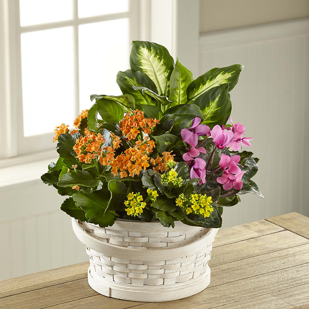 Color Crush Dishgarden –  Flowers The Bouquet Of Roses, Tampa FL