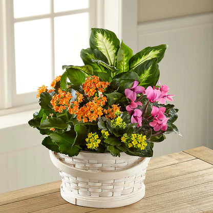 Color Crush Dishgarden –  Flowers The Bouquet Of Roses, Tampa FL