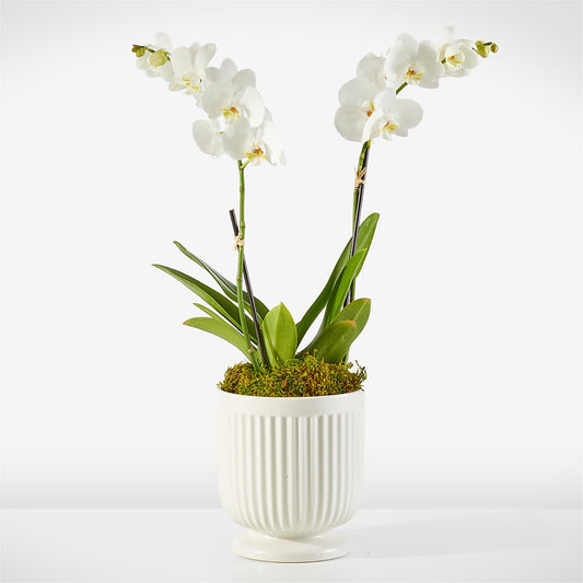 Whispering White Orchid –  Flowers The Bouquet Of Roses, Tampa FL