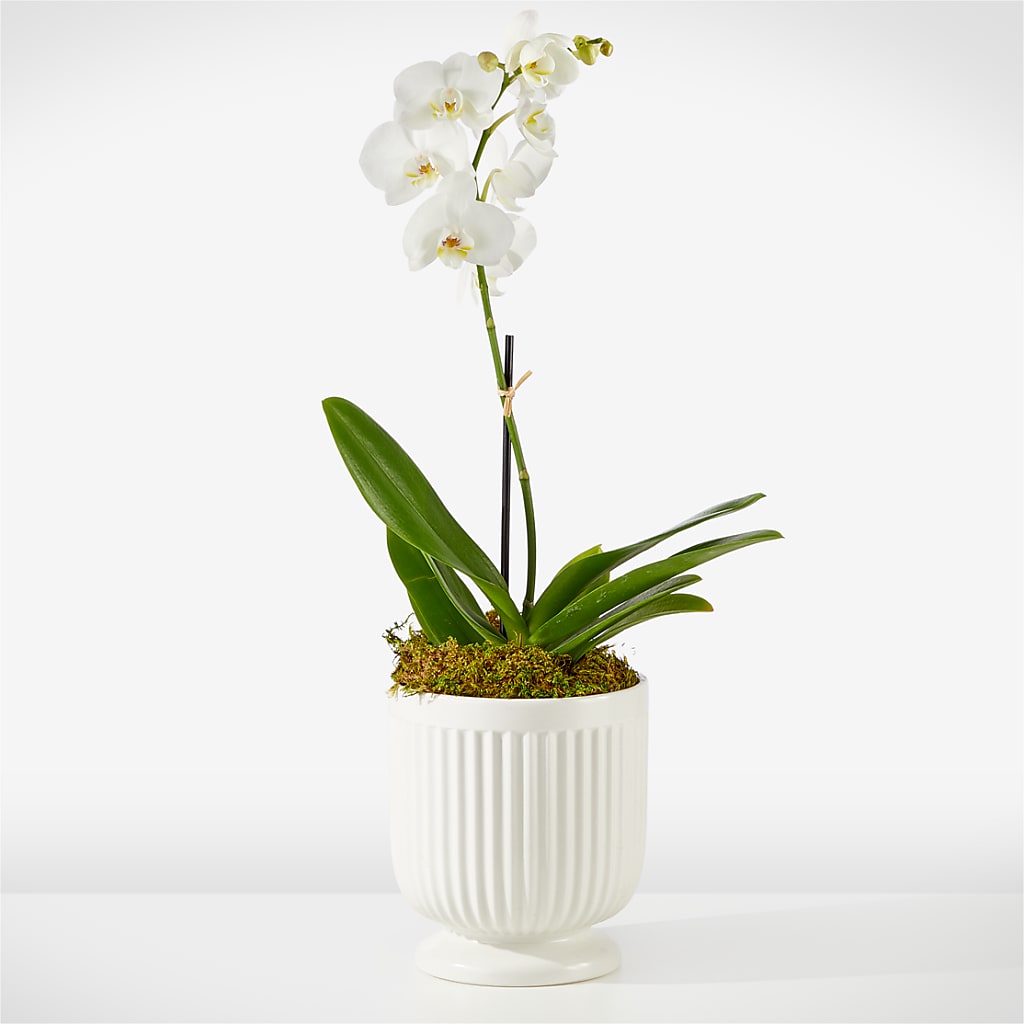 Whispering White Orchid –  Flowers The Bouquet Of Roses, Tampa FL