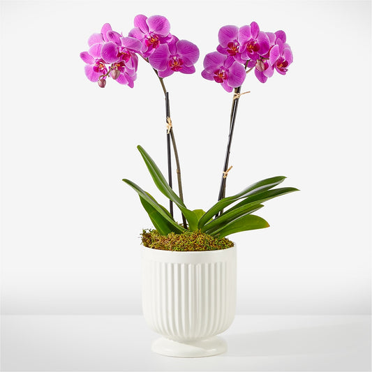 Friendly Fuchsia Orchid –  Flowers The Bouquet Of Roses, Tampa FL