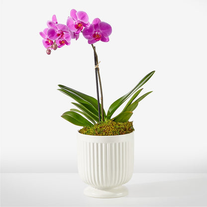 Friendly Fuchsia Orchid –  Flowers The Bouquet Of Roses, Tampa FL