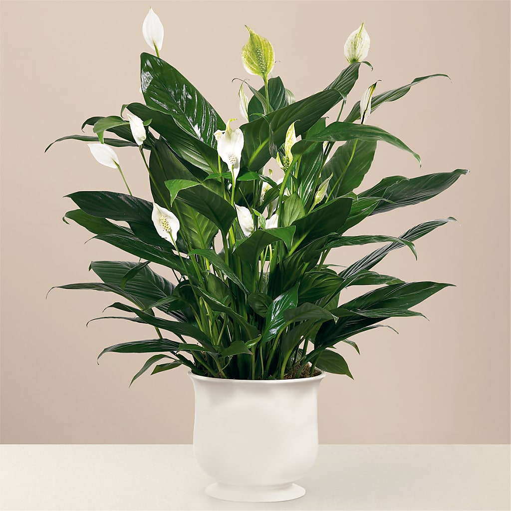 Comfort Planter –  Flowers The Bouquet Of Roses, Tampa FL