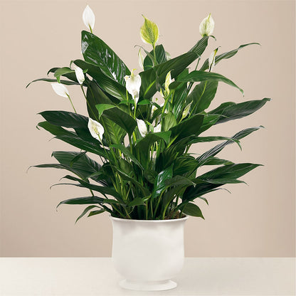 Comfort Planter –  Flowers The Bouquet Of Roses, Tampa FL