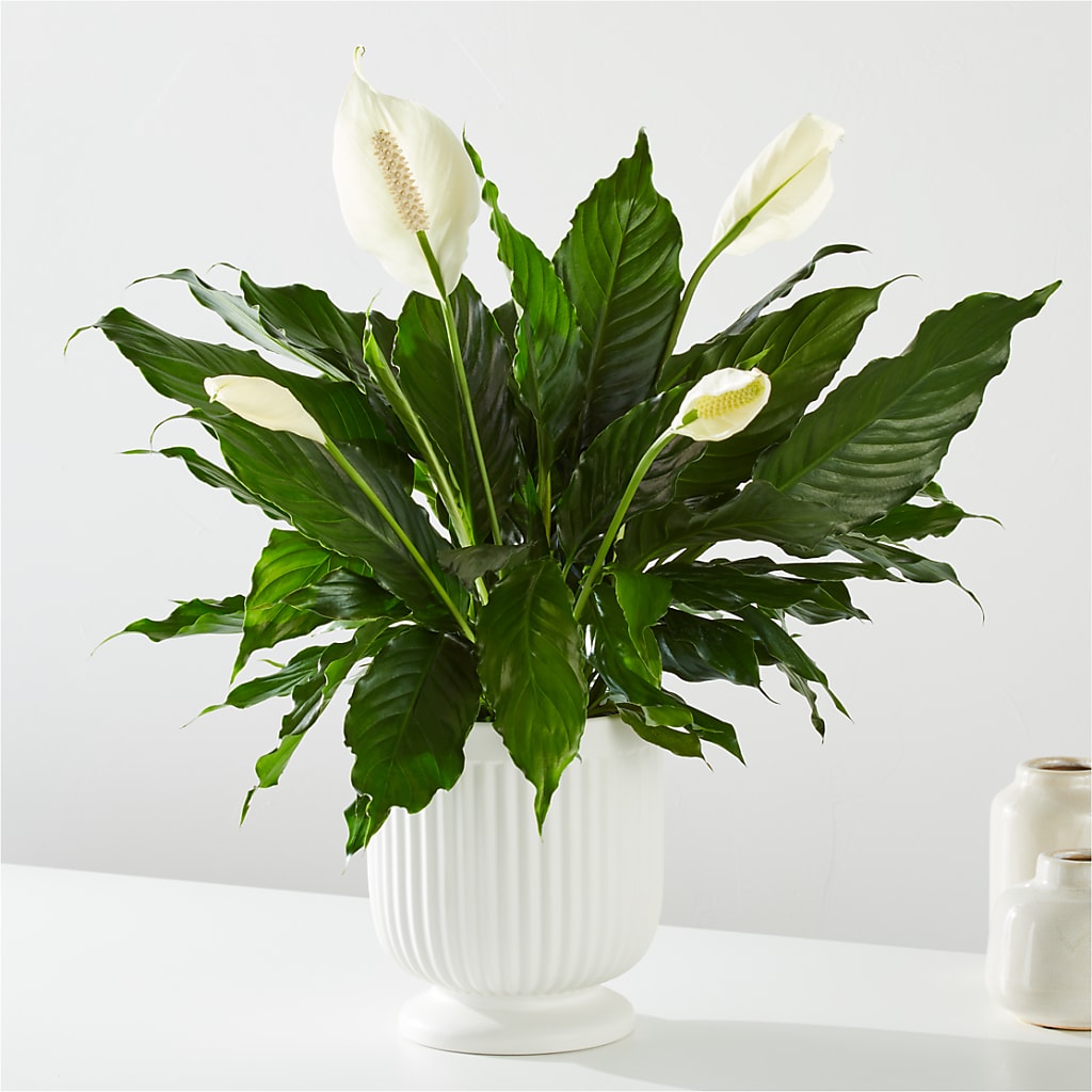 Comfort Planter –  Flowers The Bouquet Of Roses, Tampa FL