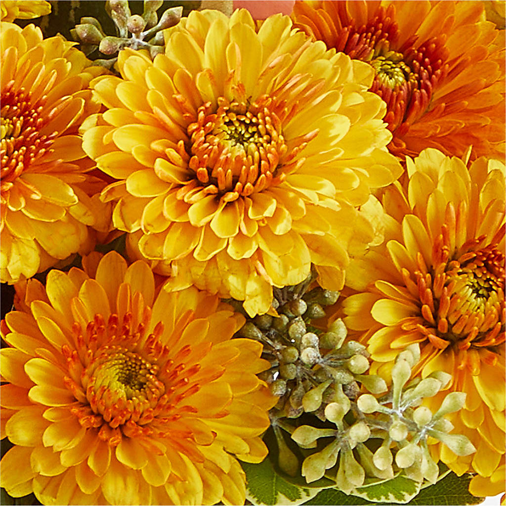 Peachy Pumpkin –  Flowers The Bouquet Of Roses, Tampa FL
