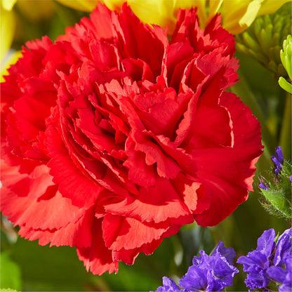 Brighter Days Bouquet –  Flowers The Bouquet Of Roses, Tampa FL