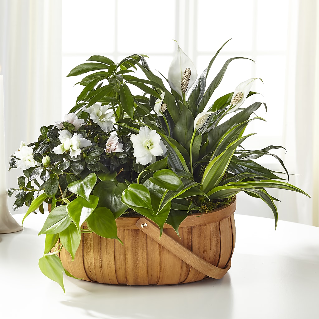 Serene Dishgarden –  Flowers The Bouquet Of Roses, Tampa FL