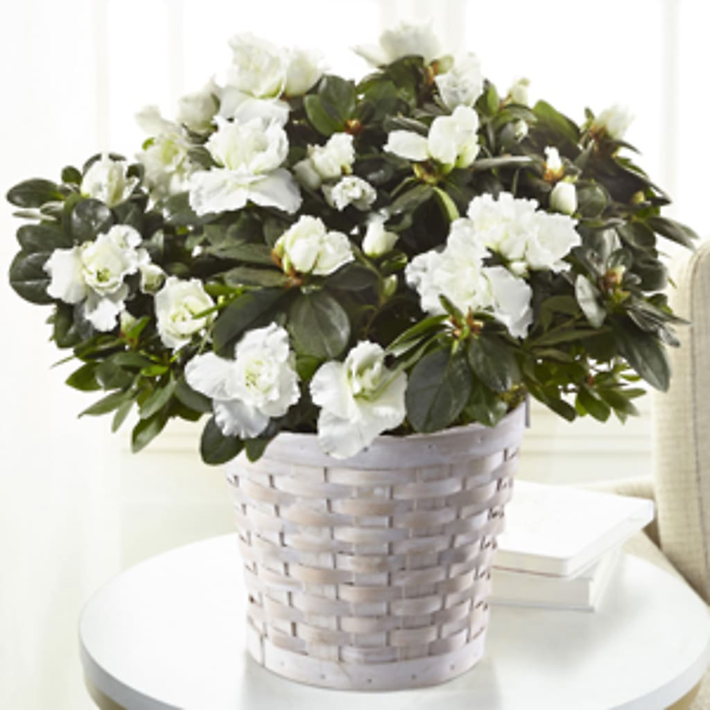 White Azalea Plant –  Flowers The Bouquet Of Roses, Tampa FL