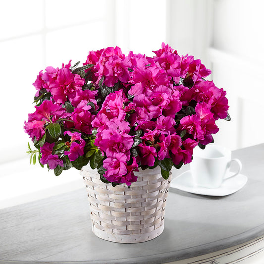 Hope & Serenity Azalea Plant –  Flowers The Bouquet Of Roses, Tampa FL