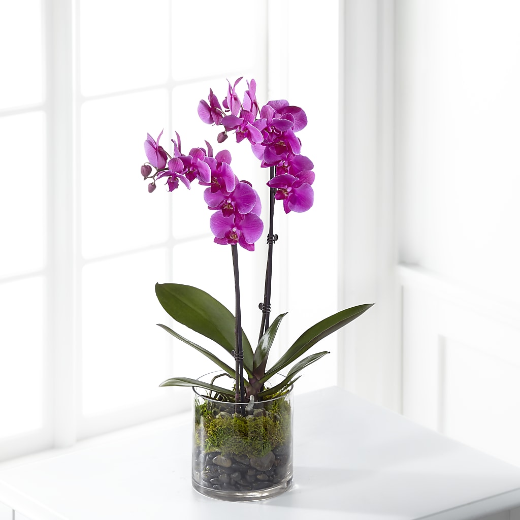 Pink Orchid Plant –  Flowers The Bouquet Of Roses, Tampa FL