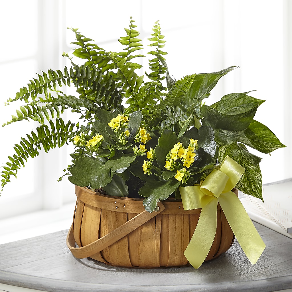 Always Dear Dishgarden –  Flowers The Bouquet Of Roses, Tampa FL