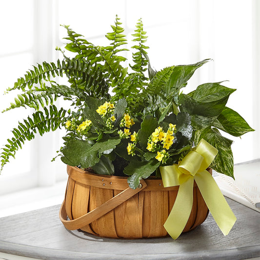 Always Dear Dishgarden –  Flowers The Bouquet Of Roses, Tampa FL