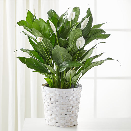 A New Leaf Peace Lily –  Flowers The Bouquet Of Roses, Tampa FL