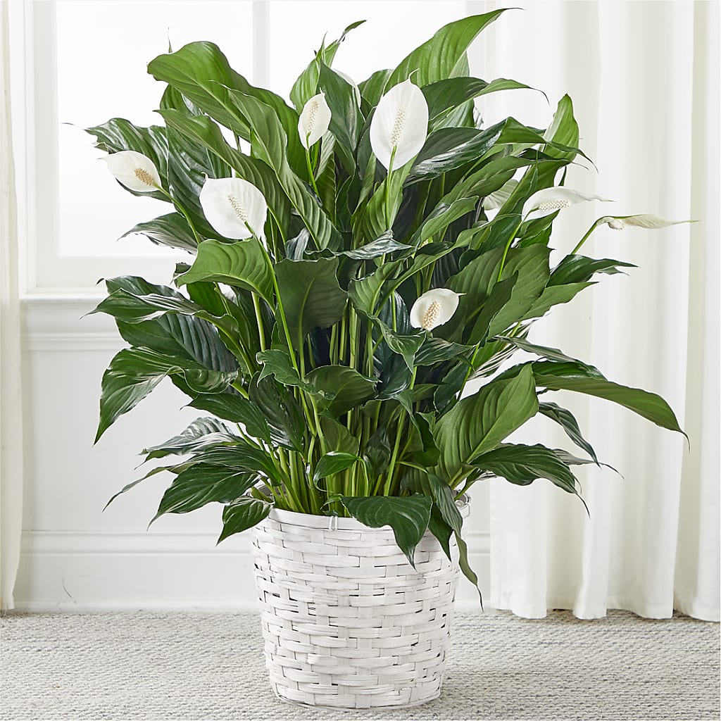 A New Leaf Peace Lily –  Flowers The Bouquet Of Roses, Tampa FL