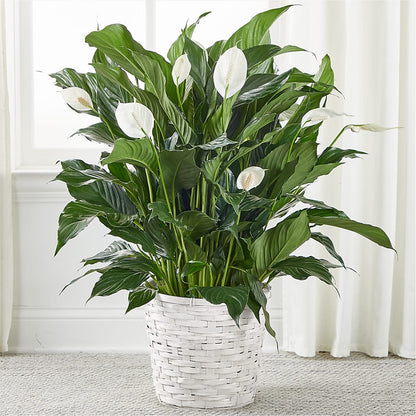 A New Leaf Peace Lily –  Flowers The Bouquet Of Roses, Tampa FL