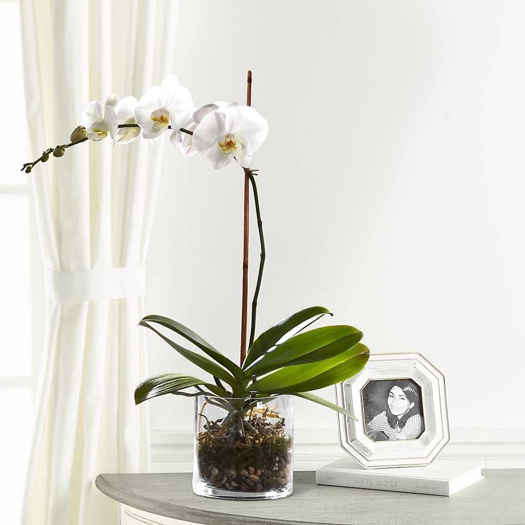 White Orchid Planter –  Flowers The Bouquet Of Roses, Tampa FL