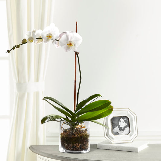 White Orchid Planter –  Flowers The Bouquet Of Roses, Tampa FL